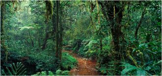 Schubiger M&ouml;bel Digitaldruck auf Acrylglas Im Dschungel