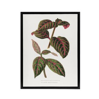 Artery8 AF Lydon B Fawcett Eranthemum Sanguinolentum Leaves Framed Canvas Art in White | Size: W24 x H32