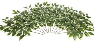 Botanic-Haus Kunstzweig »Ficuszweig«