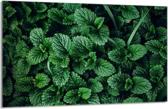 OEM Placa Protectora De Vidrio Para La Estufa 80x52 Melisa