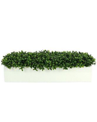 Creative Displays Inc. Boxwoods Arranged In A White Rectangular Planter