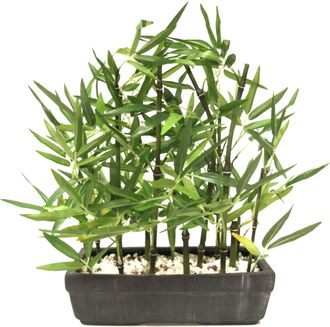 I.GE.A. Kunstpflanze