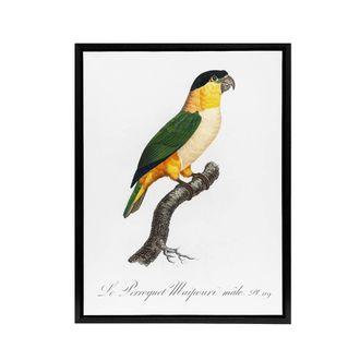Artery8 The Black Headed Parrot Francois Levaillant Framed Canvas Wall Art in White | Size: W24 x H32