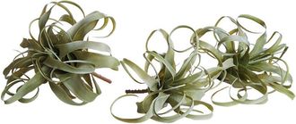Napa Home & Garden Set Of 3 Tillandsia