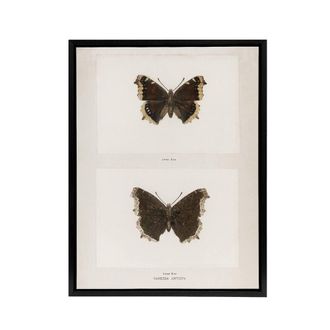 Artery8 Mourning Cloak Butterfly Sherman Denton Framed Canvas Wall Art Print in White | Size: W24 x H32