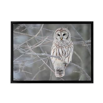Artery8 Barred Owl Strix Varia Bird On Branch Framed Canvas Wall Art Print in Grey | Size: W24 x H32