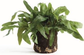 Napa Home & Garden Echeveria Fern Artificial Plant Drop-In in Green at Nordstrom