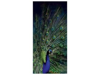 Schubiger M&ouml;bel Digitaldruck auf Glas Majest&auml;tischer Pfau