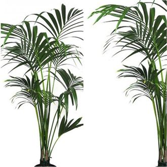 OEM Planta Natural Kentia Forsteriana. 110 - 130 Cm