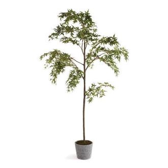 Napa Home & Garden Maple Tree In Pot 84 in Green at Nordstrom