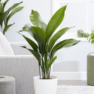 PRIMROSE Aspidistra Cast Iron Plant Elatior Indoor 90cm Plant XL 21cm Pot in Green