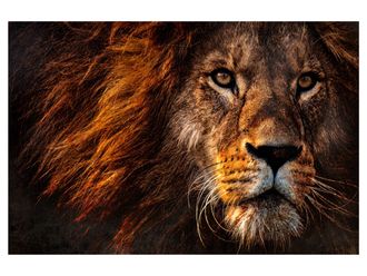 Schubiger M&ouml;bel Digitaldruck auf Glas Portrait Eines L&ouml;wen