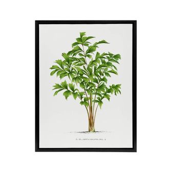 Artery8 Caryota Sobolifera Palm Tree Kerchove Framed Canvas Wall Art Print in White | Size: W24 x H32