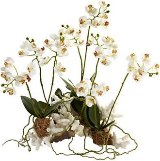 Nearly Natural Mini Phalaenopsis Set on Coral in White at Nordstrom