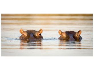 Schubiger M&ouml;bel Digitaldruck auf Acrylglas 2 Nilpferde