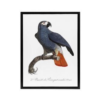 Artery8 The Grey Parrot Illustration Levaillant Framed Canvas Wall Art Print in White | Size: W24 x H32