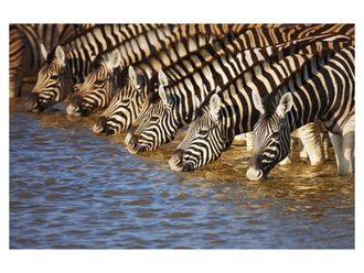 Schubiger M&ouml;bel Digitaldruck auf Acrylglas Zebras am Fluss