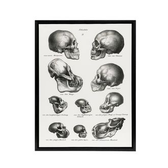 Artery8 Human Monkey & Ape Skulls Visser Black Framed Canvas Wall Art in White | Size: W24 x H32