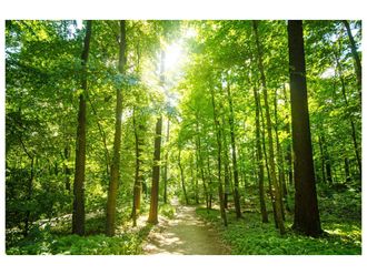 Schubiger M&ouml;bel Digitaldruck auf Acrylglas Waldweg