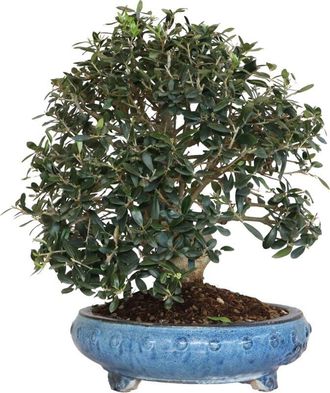 Kentis Bonsai di Olivo - Olea Europaea - Piante Vere da Frutto - h 50-60 cm Vaso &oslash; 35 cm