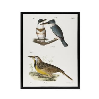 Artery8 James De Kay Belted Kingfisher & Meadow Lark Framed Canvas Art Print in White | Size: W24 x H32