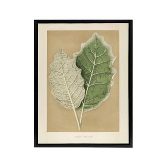 Artery8 White Margined Nightshade Leaves Fawcett Black Framed Canvas Wall Art in Beige | Size: W24 x H32