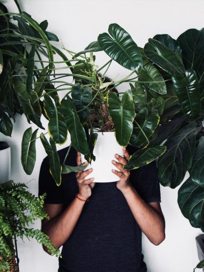 Du bist ein Pflanzen-Parent? Diese 10 Pflanzen dürfen in keinem Haushalt fehlen