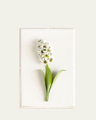 Tommy Mitchell Original Painted Hyacinth Study