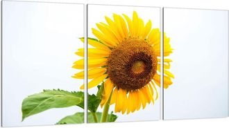 OEM Placa Protectora De Vidrio Para Estufa 3x30x52