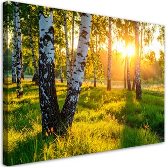 Feeby Cuadro Sobre Lienzo, Bosque De Abedules Naturaleza Paisaje, 120x80