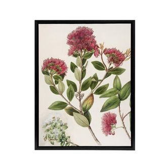 Artery8 New Zealand Rata Flowers Illustration Featon Framed Canvas Wall Art in Beige | Size: W24 x H32