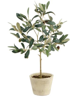 Napa Home & Garden Olive Tree With Fruit In Pot 19.5