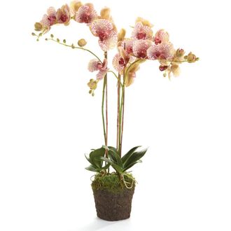 Napa Home & Garden Phalaenopsis Orchid Faux (Fake) Drop-In 32 in Pink at Nordstrom