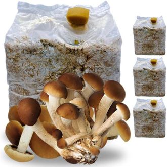 Acquaverde 10 Kit Coltivazione Funghi Pioppini, Agrocybe aegerita, Micelio selezionato di Prima Scelta, Facile Coltivazione, Ballette da 3 Kg
