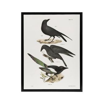 Artery8 James Ellsworth De Kay Raven Crow & Magpie Framed Canvas Art Print in White | Size: W24 x H32