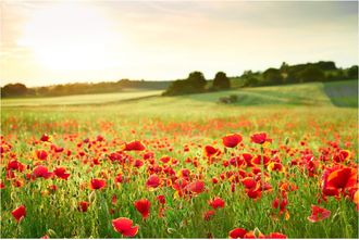 Schubiger M&ouml;bel Digitaldruck auf Acrylglas Mohnwiese 2