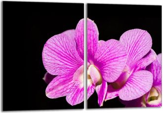 OEM Placa Protectora De Vidrio Para La Estufa 2x40x52 Orchidea