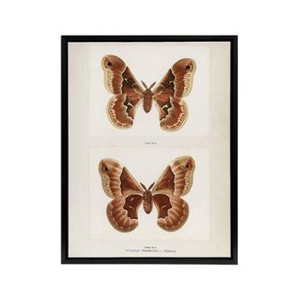 Artery8 Promethea Silkmoth Female Sherman Denton Framed Canvas Wall Art Print in White | Size: W24 x H32