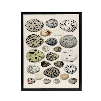 Artery8 Different Species Bird Eggs Lorenz Oken Vintage Framed Canvas Wall Art in Beige | Size: W24 x H32