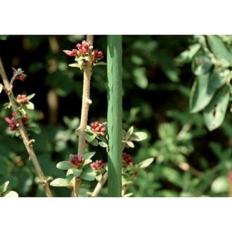 OEM Estaca De Planta De Metal &Oslash; 11mm 150cm Vert (par 10)