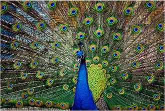 Schubiger M&ouml;bel Digitaldruck auf Glas Stolzer Pfau