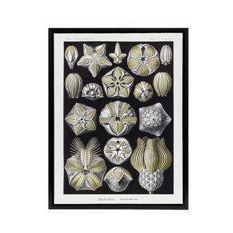 Artery8 Blastoid Sea Buds Urchins Haeckel Botanical Black Framed Canvas Art in White | Size: W24 x H32