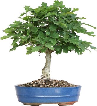 Kentis Bonsai Quercus Pubescens - Bonsai Di Quercia Roverella - H 40-45 Cm Vaso &Oslash; 26 Cm