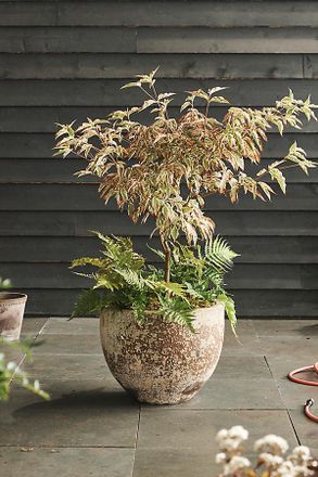 Terrain Barnacle Low Egg Pot, 24