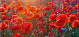 Schubiger M&ouml;bel Digitaldruck auf Acrylglas Mohnblumen 6