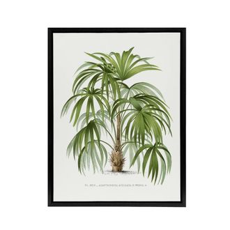 Artery8 Acathophiza Aculeata Palm Tree Kerchove Framed Canvas Wall Art Print in White | Size: W24 x H32
