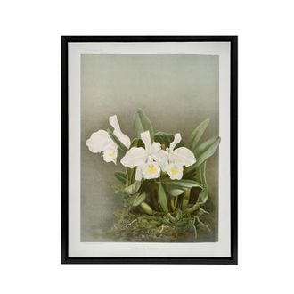 Artery8 Frederick Sander Cattleya Trianae White Orchid Framed Canvas Art Print | Size: W24 x H32