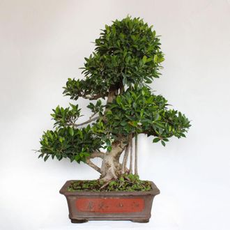 Kentis Kentis - Bonsai Ficus Microcarpa - Bonsai Ficus Retusa - h 90-100 cm Vaso &oslash; 46 cm