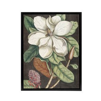 Artery8 Altissima Flower Laurel Tree Magnolia Catesby Framed Canvas Wall Art | Size: W24 x H32
