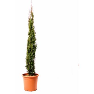 Kentis Kentis - Cupressus Sempervirens Totem - Cipresso Pianta da Siepe Sempreverde - h 125/150 cm Vaso &oslash; 24 cm